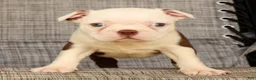 Boston Terrier dogs for sale: Wanda - Ad 2