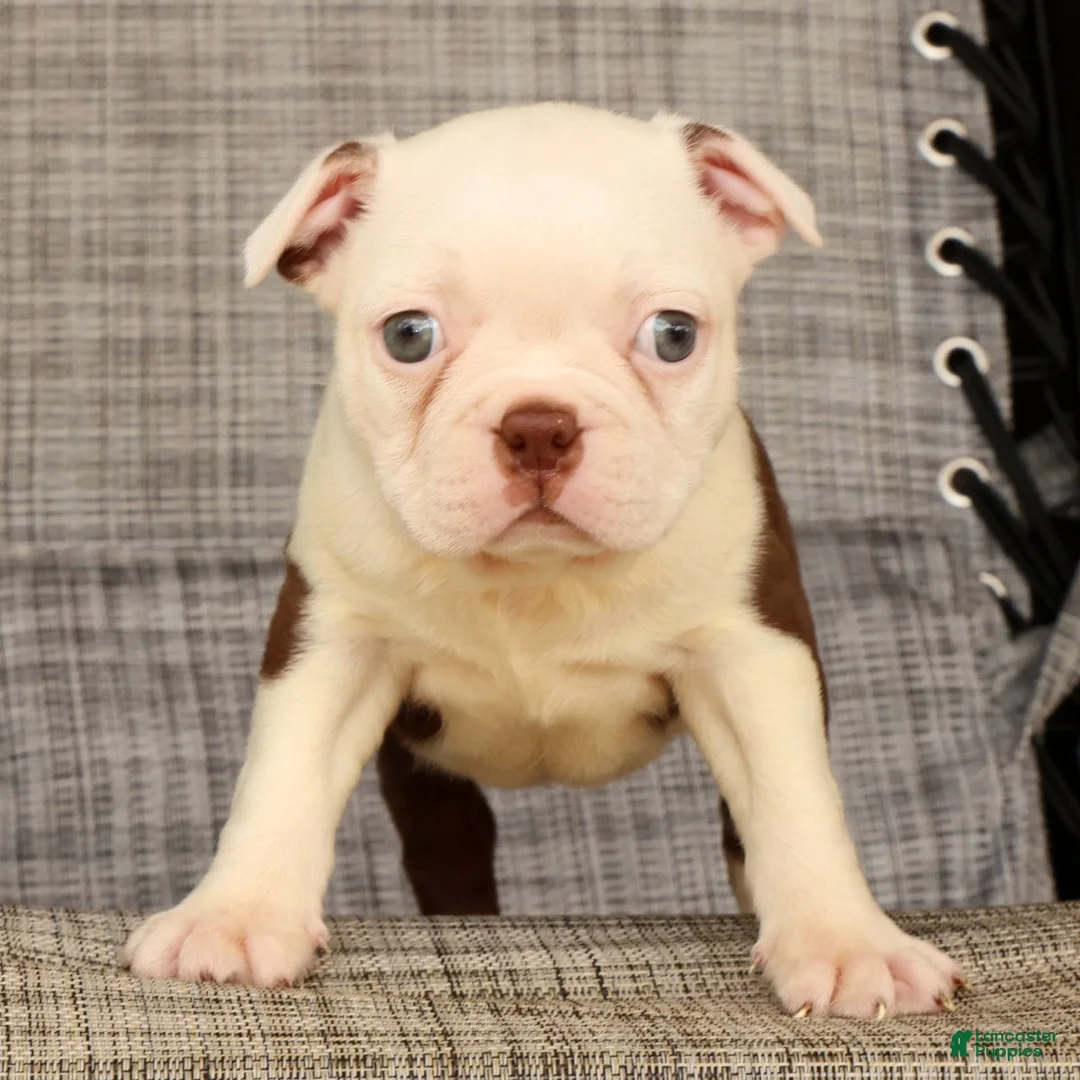 Boston Terrier dogs for sale: Wanda - Ad 2