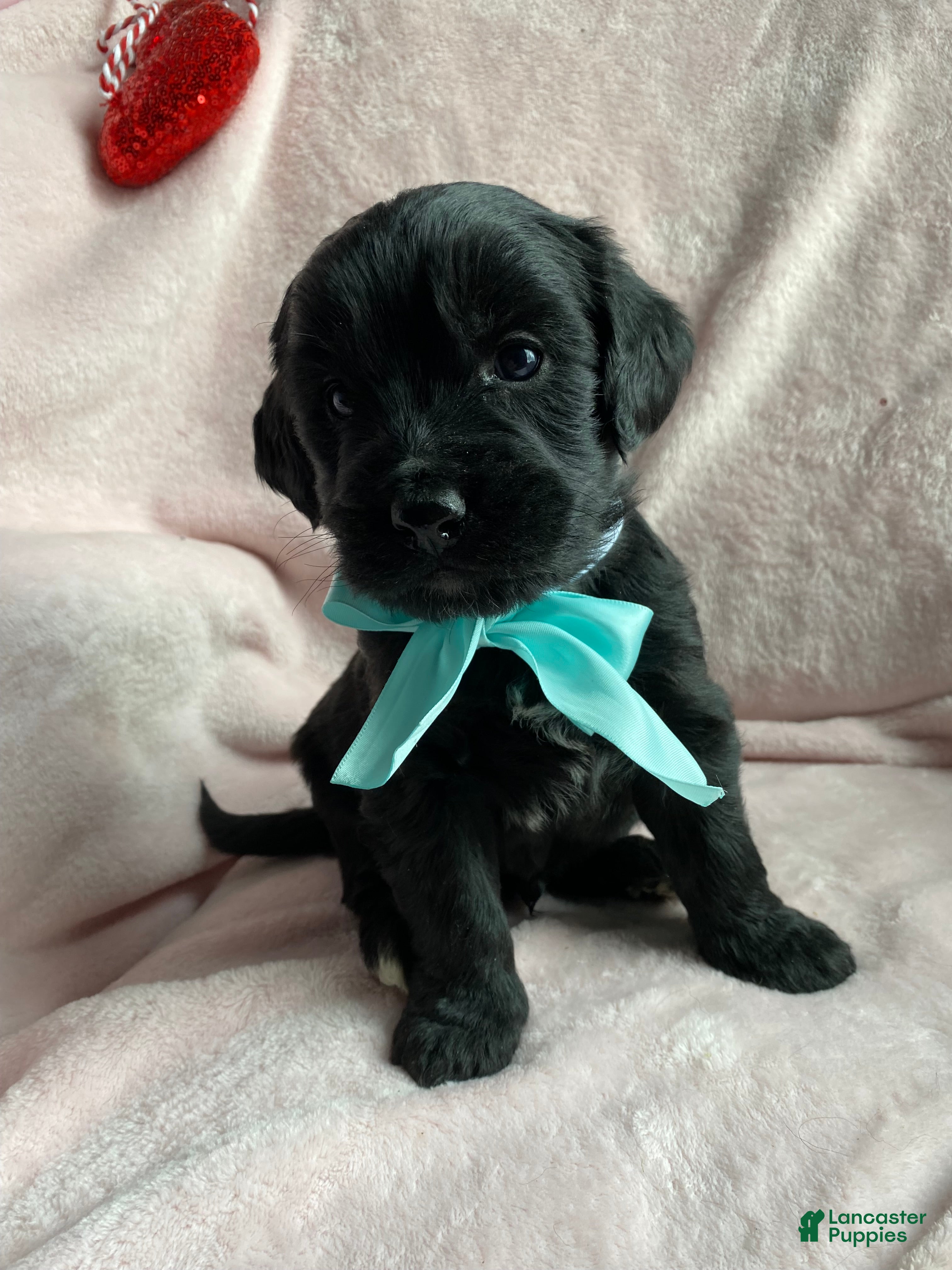 Mixed Breed dogs Coal - Ad 8