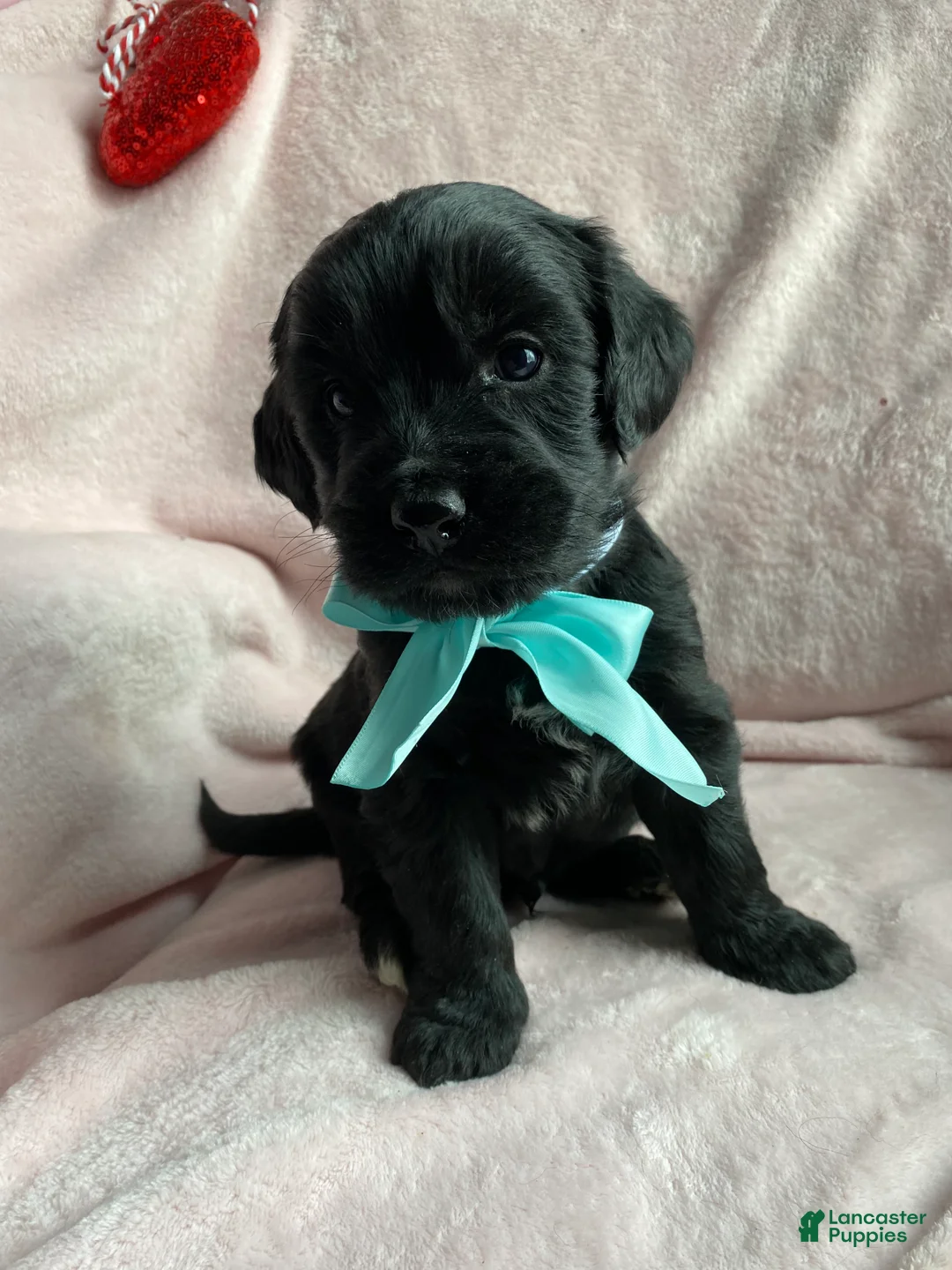 Mixed Breed dogs for sale: Coal - Ad 1