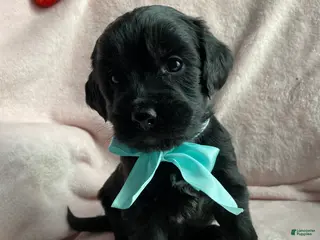 Mixed Breed dogs Coal - Ad 8