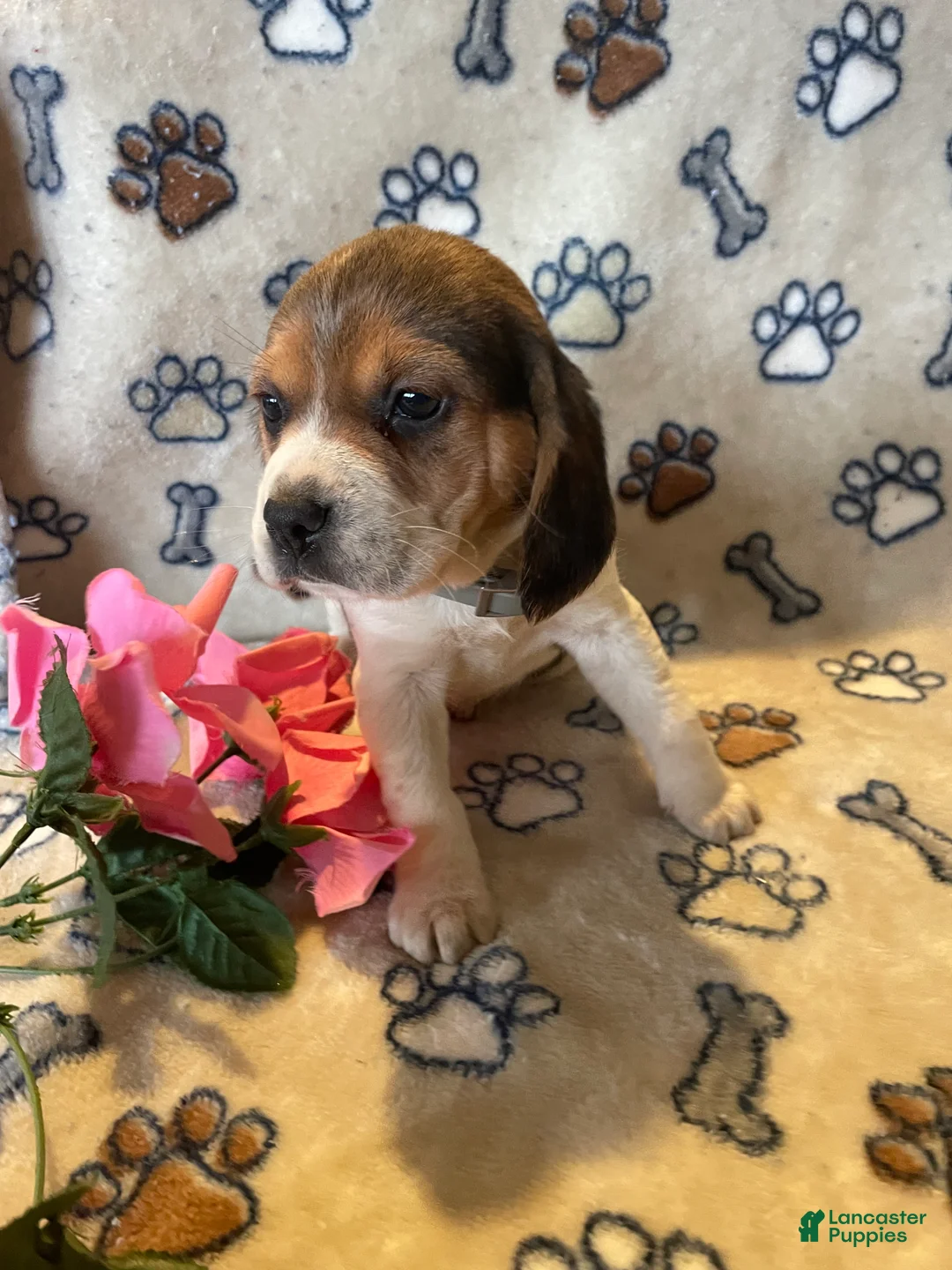 Beagle dogs for sale: Bonnie - Ad 4