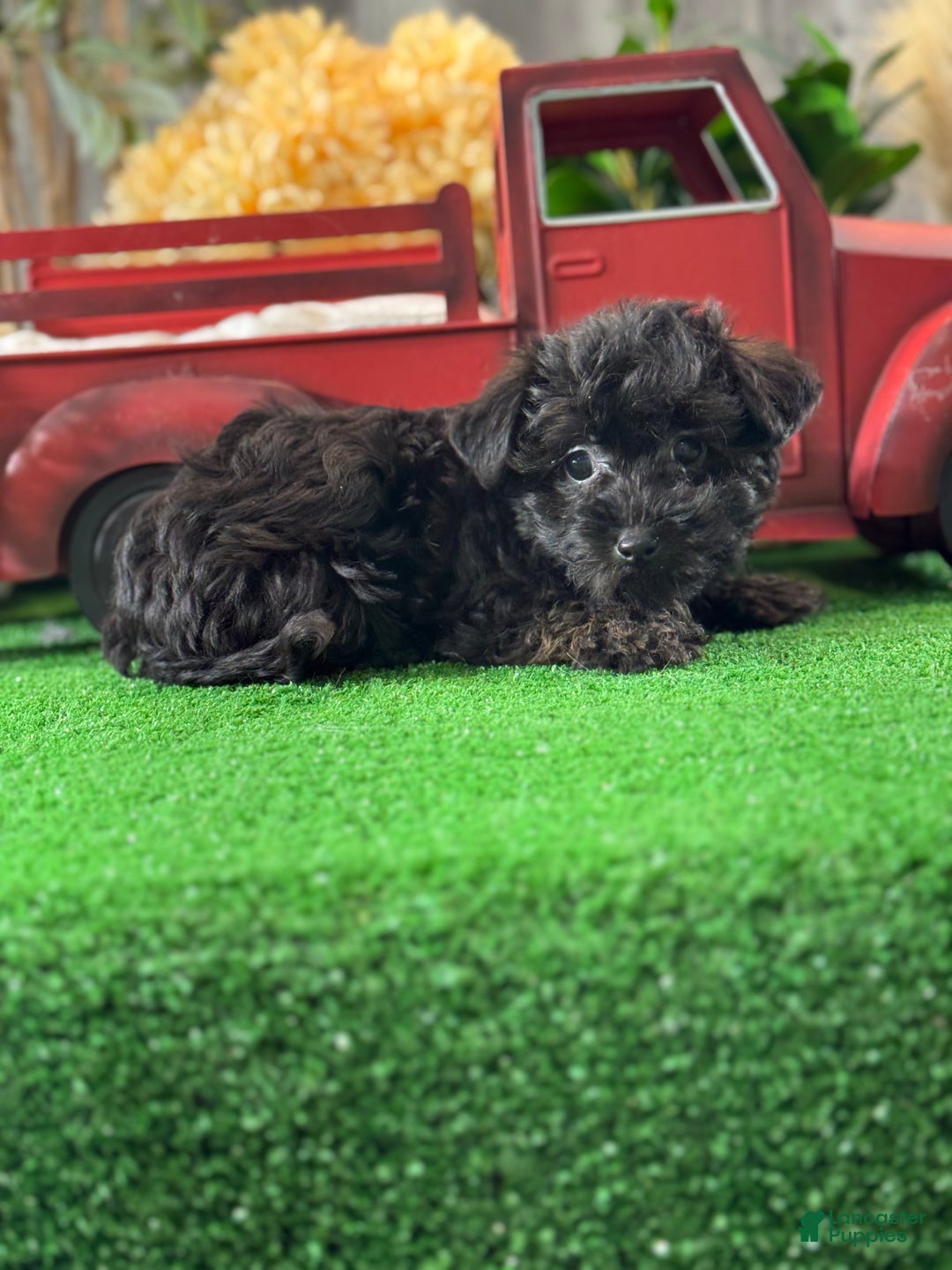 Yorkiepoo dogs for sale: Pansy - Ad 4