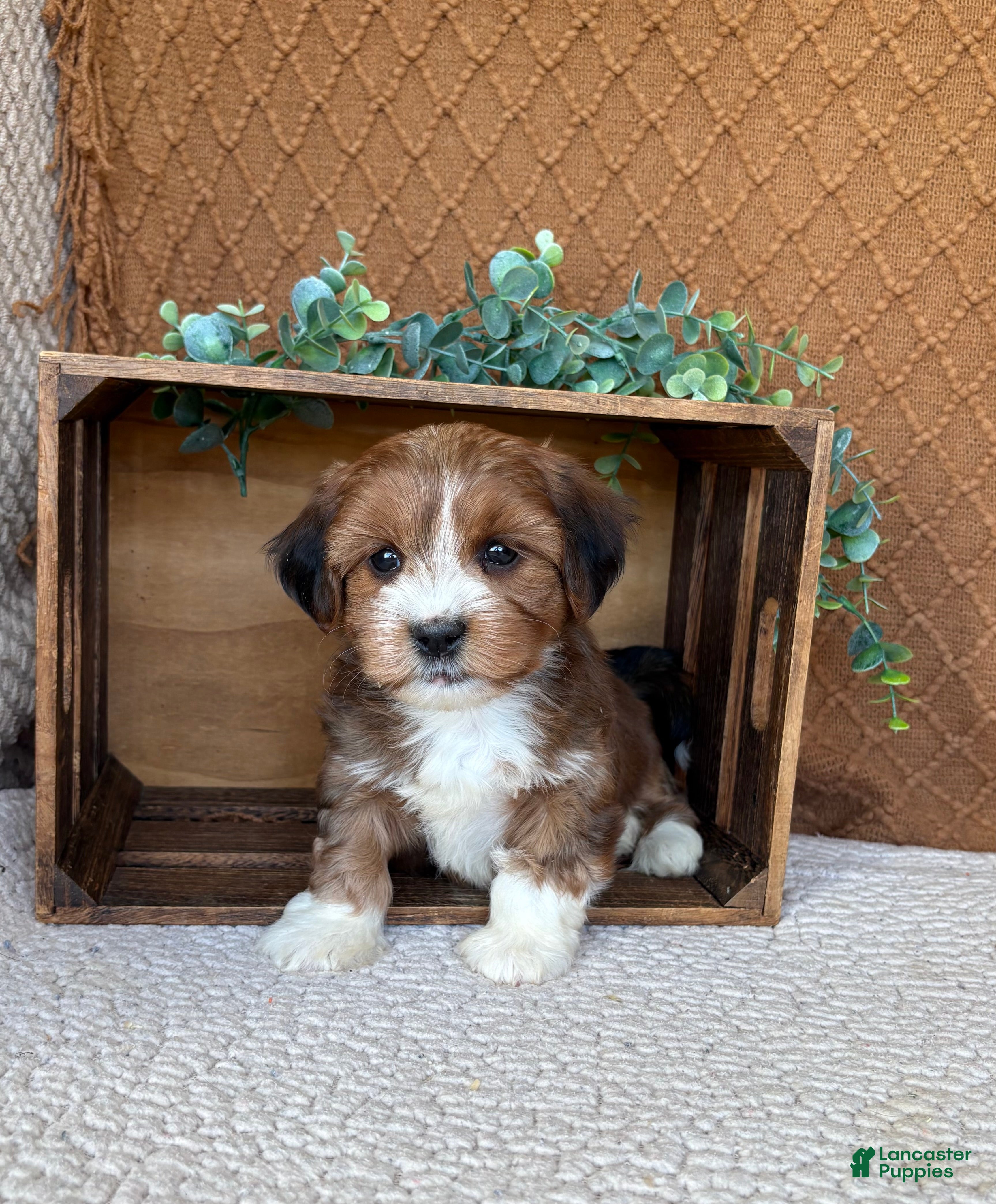 Havanese dogs Sheldon  - Ad 1