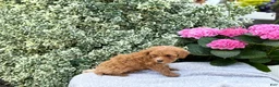 Toy Poodle dogs for sale: Pixie - Ad 10