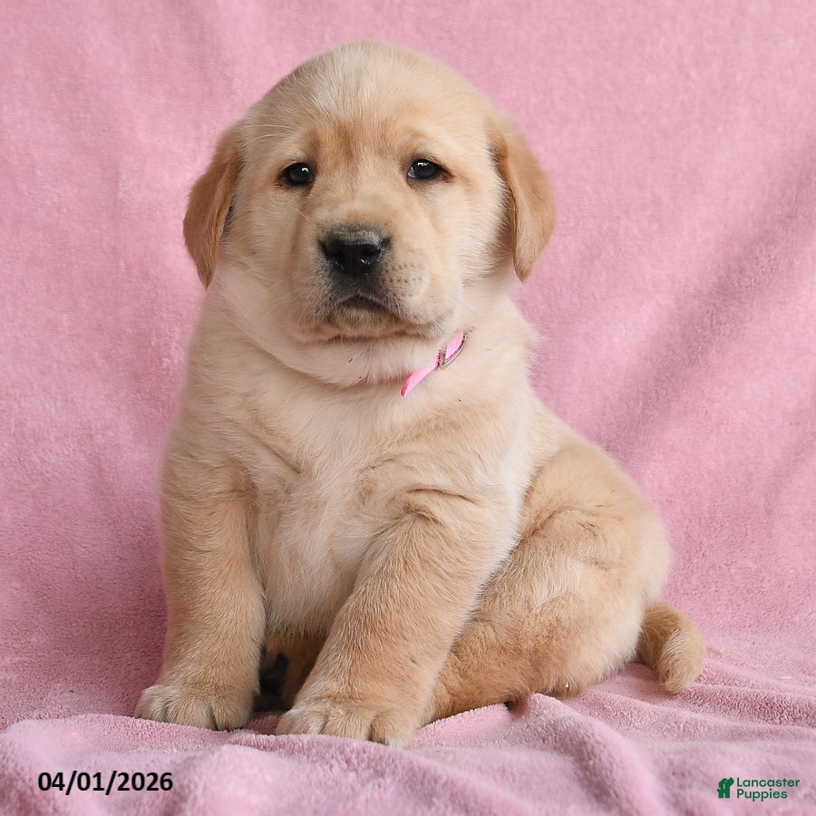 Labrador Retriever dogs Irene - Ad 2