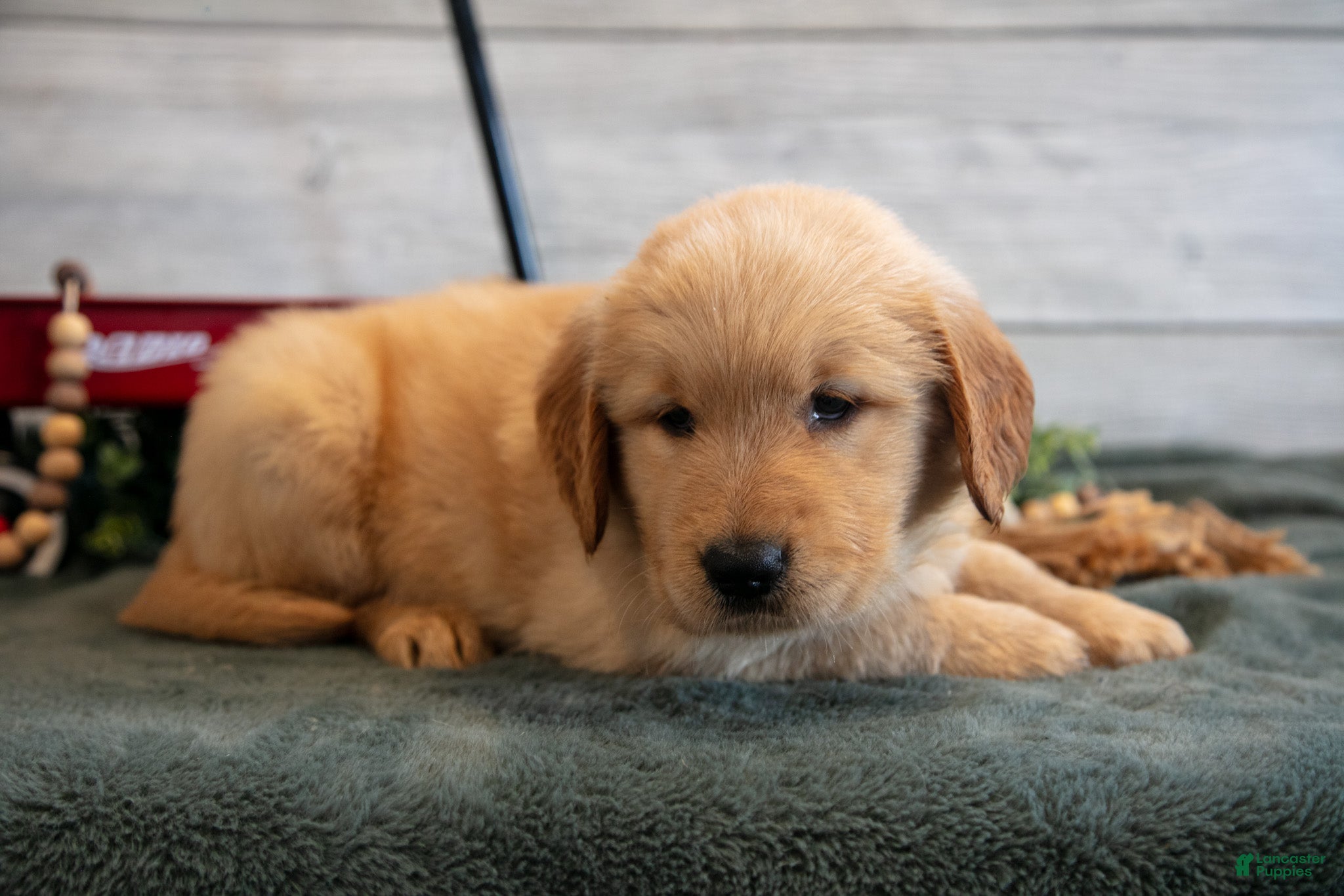 Golden Retriever dogs Bessy - Ad 1