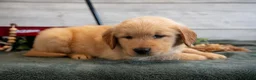 Golden Retriever dogs for sale: Bessy - Ad 1