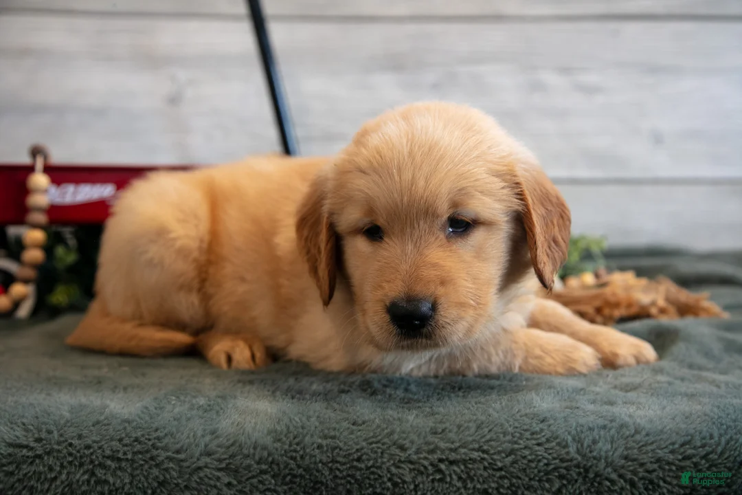 Golden Retriever dogs for sale: Bessy - Ad 1