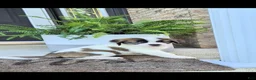 Saint Bernard dogs for sale: Bonnie  - Ad 3