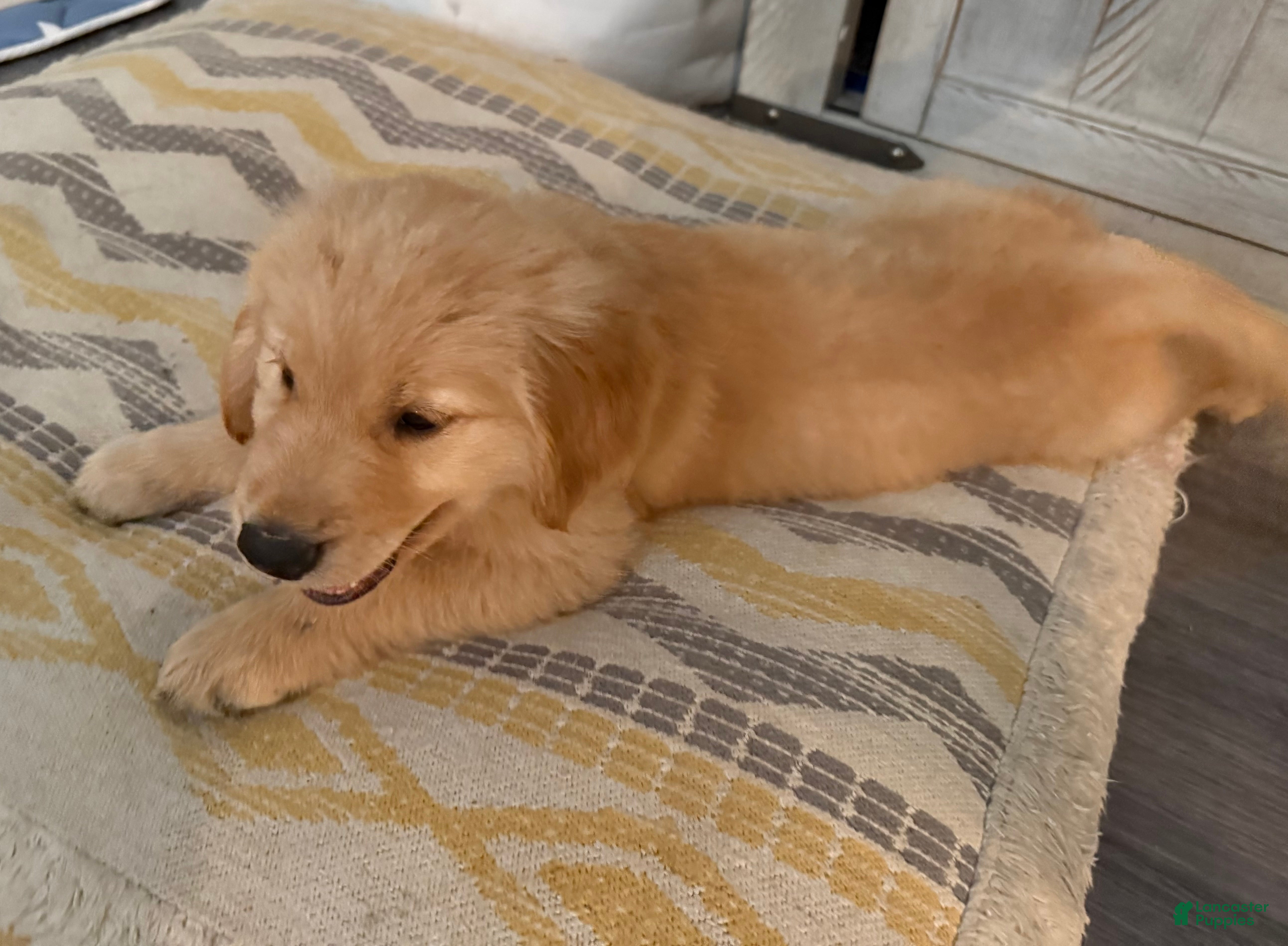 Golden Retriever dogs Tulsa - Orange - Ad 28