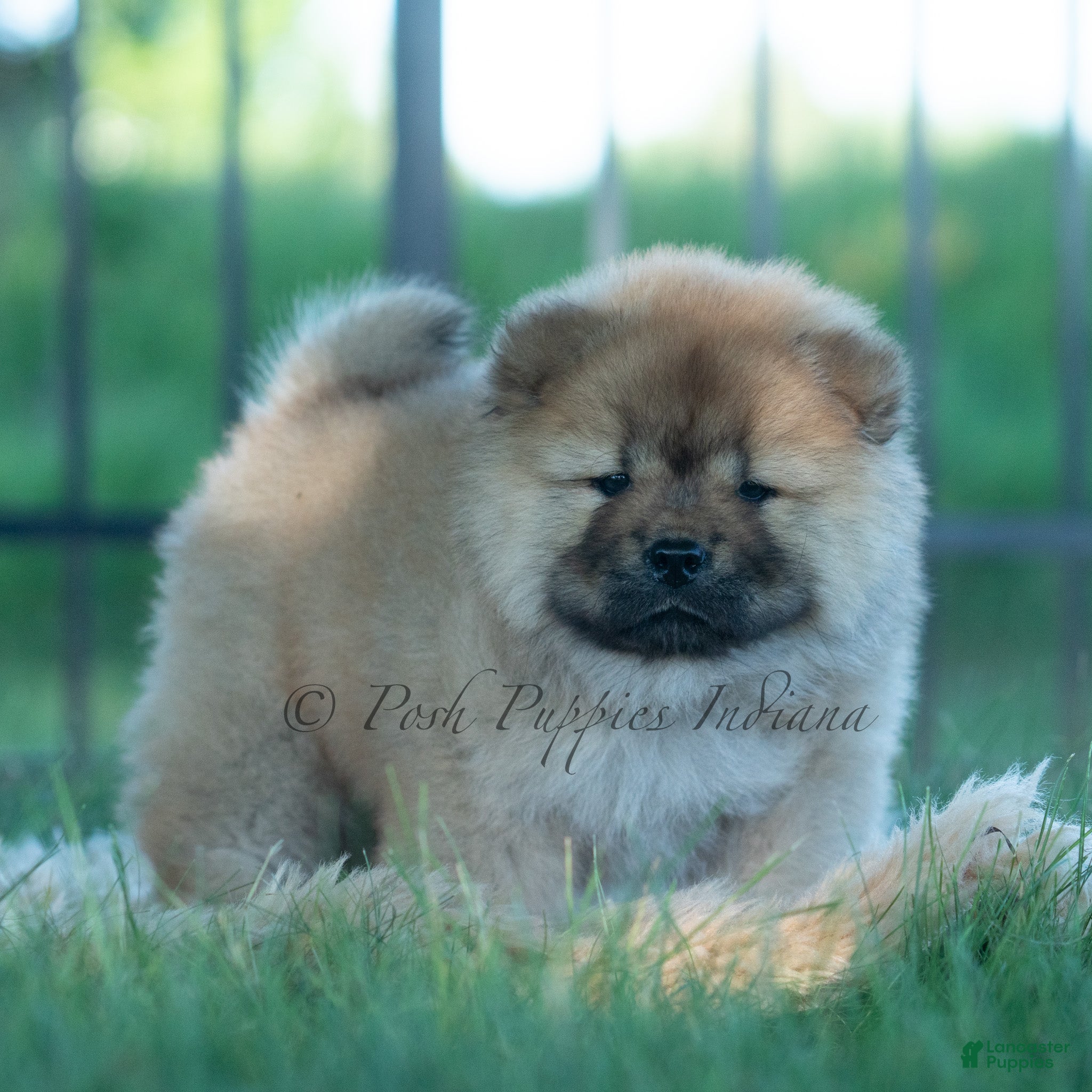 Chow Chow dogs Meesha - Ad 16