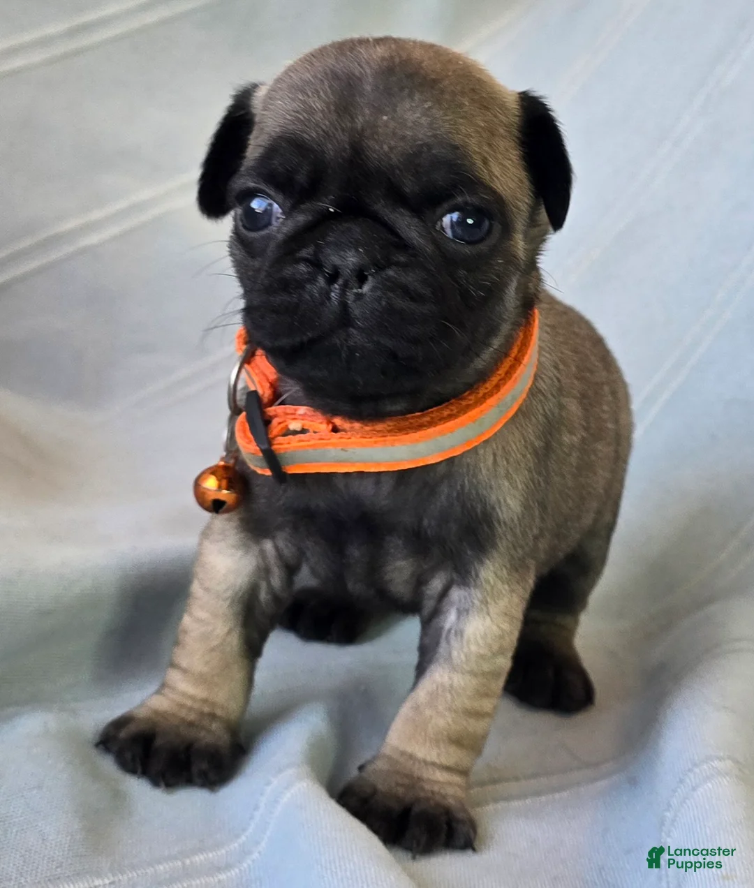 Pug dogs for sale: Nakita - Ad 5