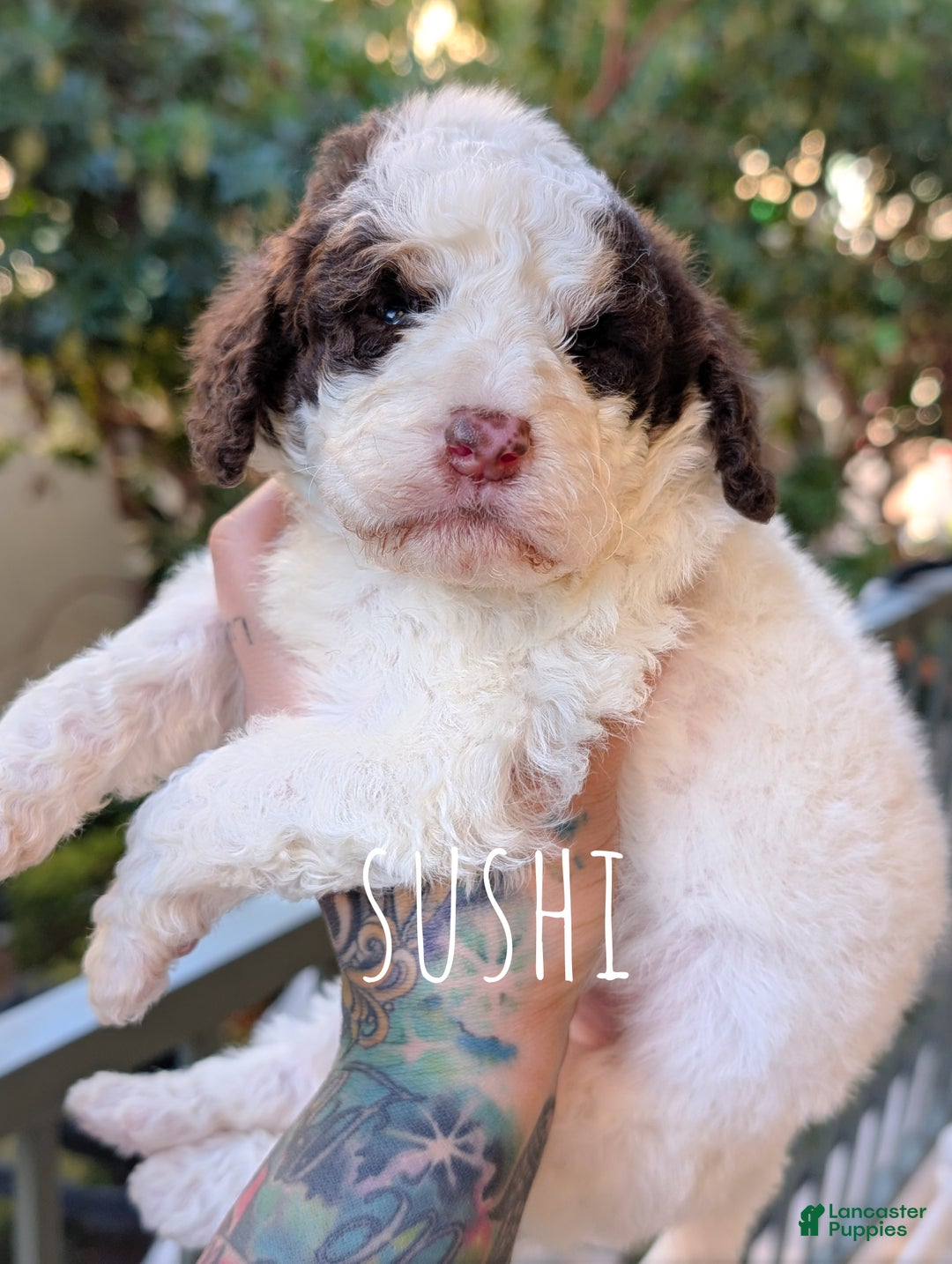 Mixed Breed dogs for sale: SUSHI - Ad 2