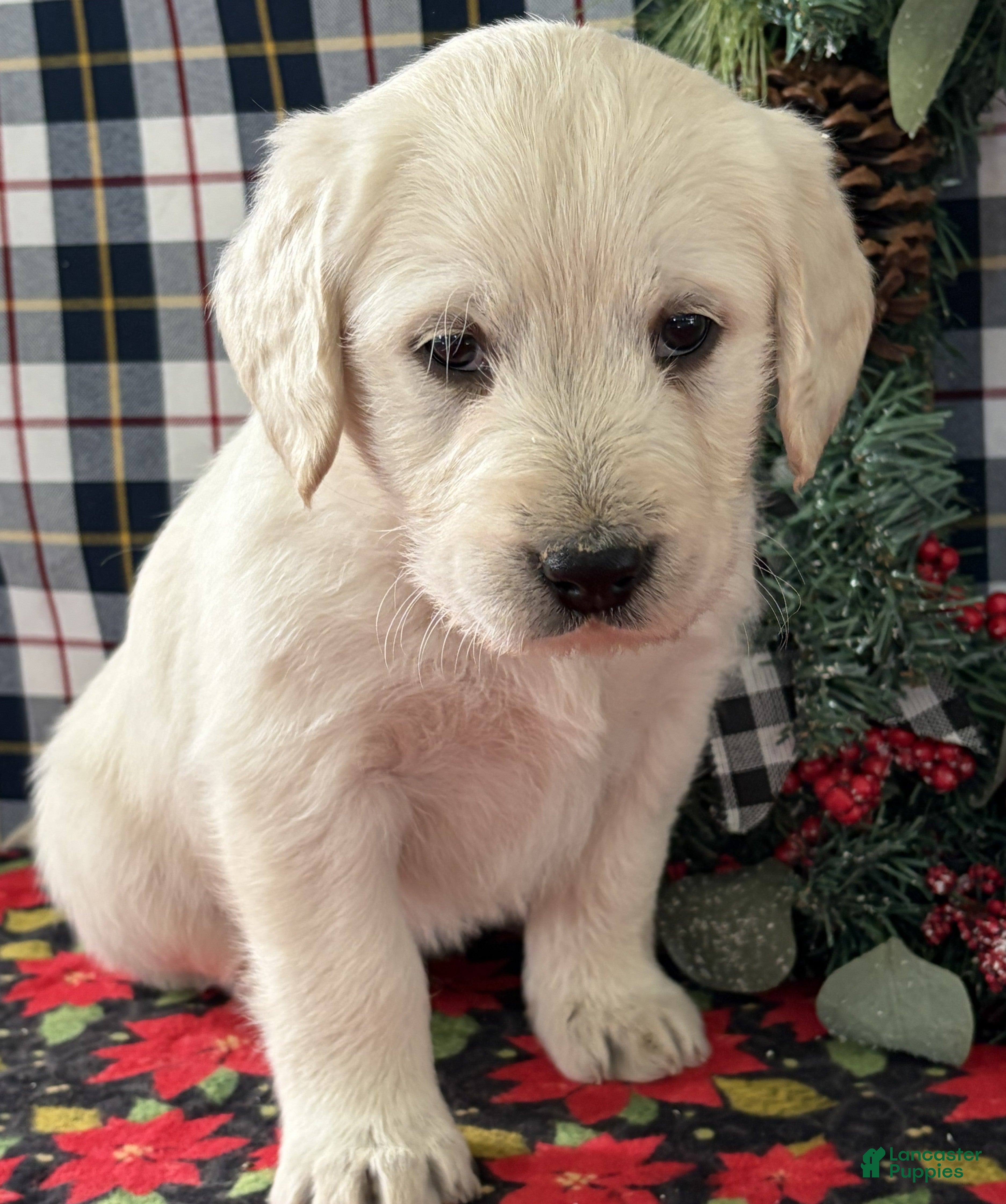 Labradoodle dogs Cody - Ad 42