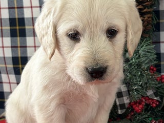 Labradoodle dogs Cody - Ad 15