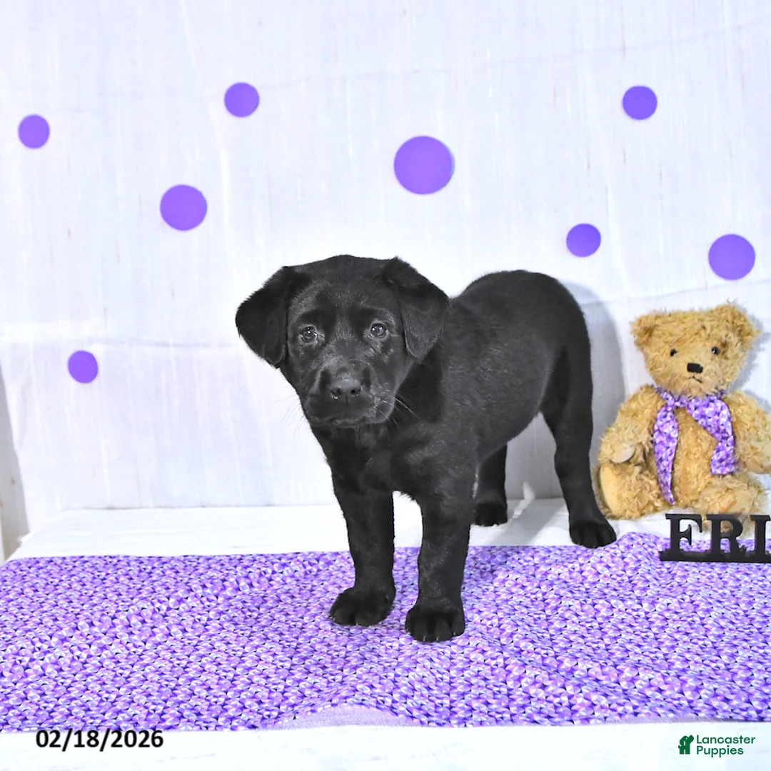 Labrador Retriever dogs for sale: Pearl - Ad 3