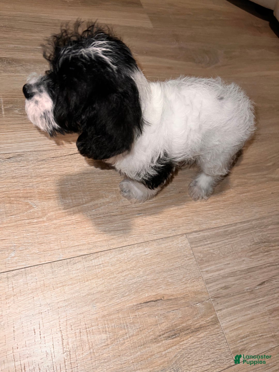 Cavapoo dogs for sale: Chloe - Ad 3