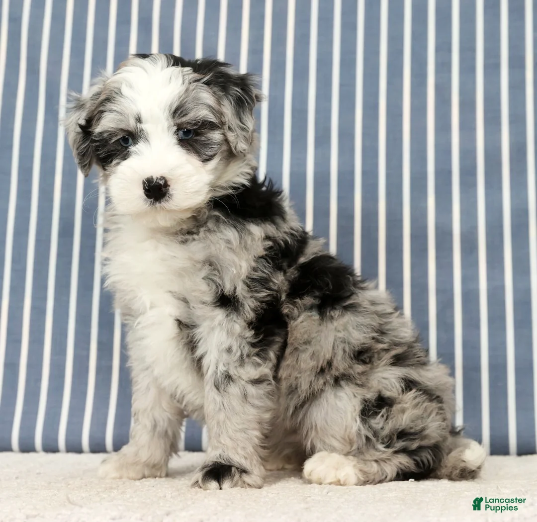 Mini Bernedoodle dogs for sale: Tansy - Ad 1
