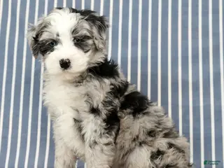 Mini Bernedoodle dogs Tansy - Ad 14