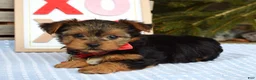 Yorkshire Terrier dogs for sale: Paisley  - Ad 3