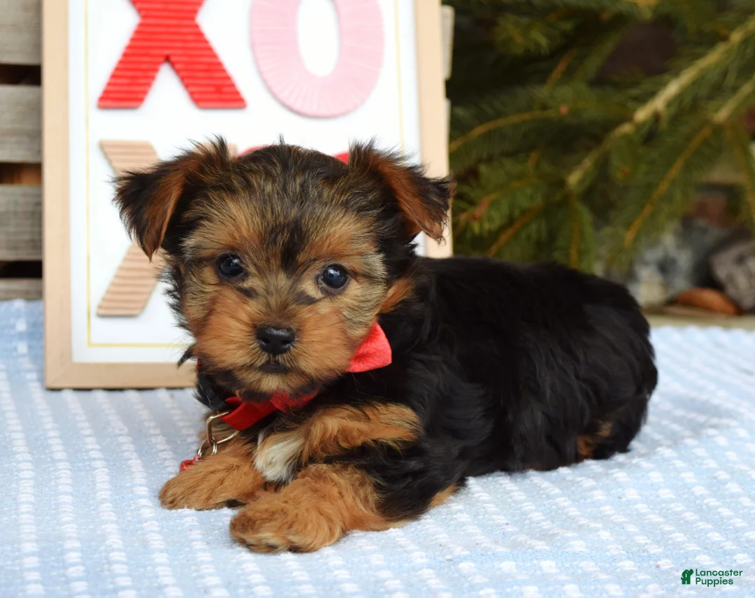 Yorkshire Terrier dogs for sale: Paisley  - Ad 3