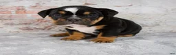 Beabull dogs for sale: Grady - Ad 5
