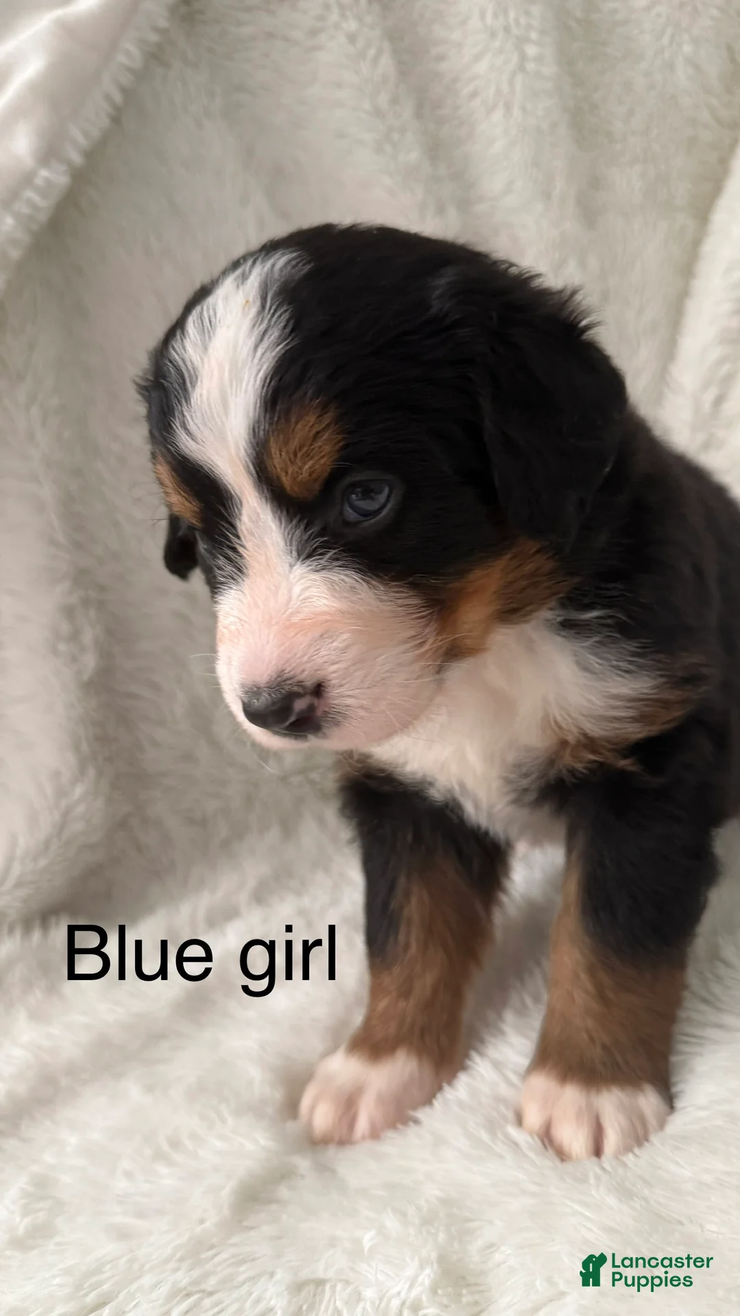 Bernese Mountain Dog dogs for sale: Miss Blue - Ad 1