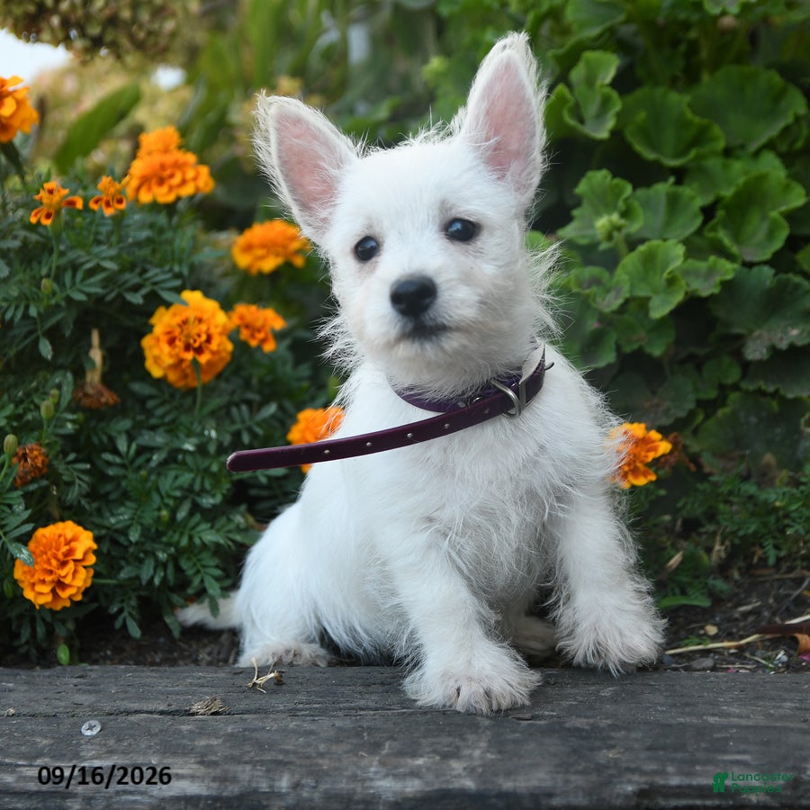 West Highland Terrier dogs Dillan - Ad 1