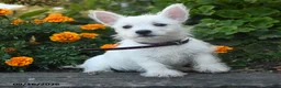 West Highland Terrier dogs for sale: Dillan - Ad 1