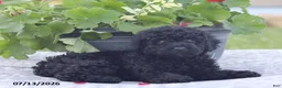 Miniature Poodle dogs for sale: Norm - Ad 3
