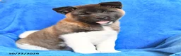 Akita dogs for sale: Rosalynn - Ad 3