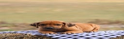 Rhodesian Ridgeback dogs for sale: Rain - Ad 1