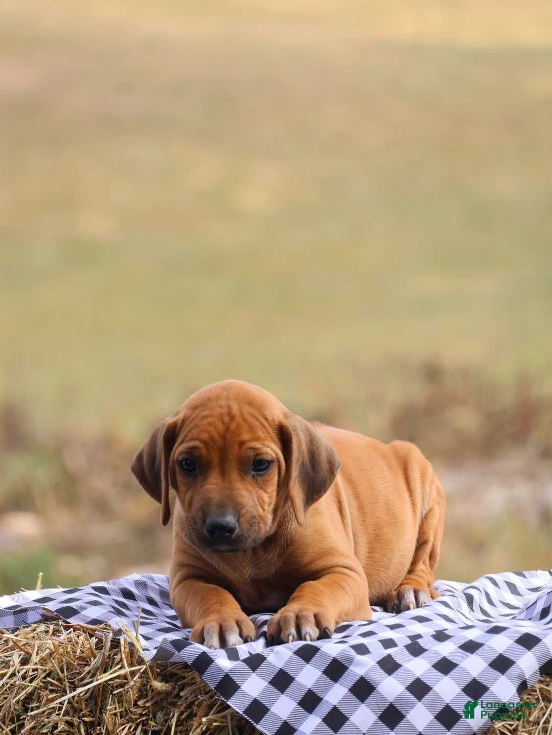 Rhodesian Ridgeback dogs for sale: Rain - Ad 1
