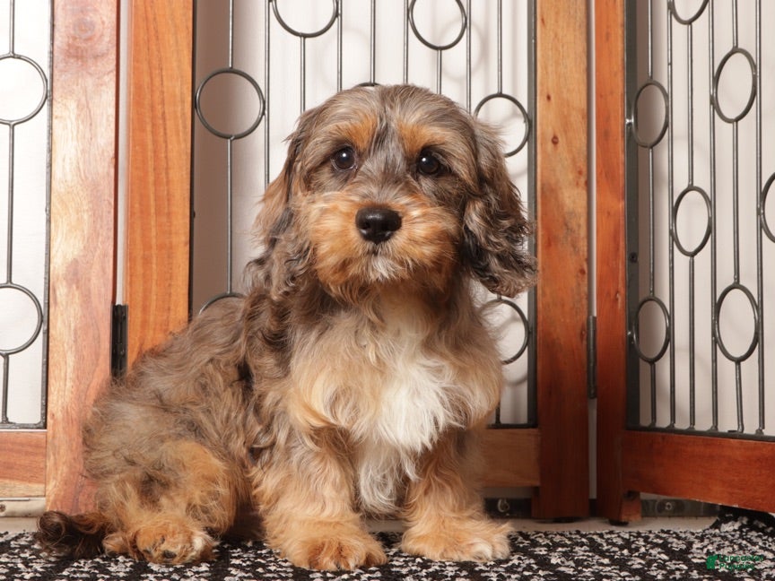 Cavapoo dogs Bill - Ad 1