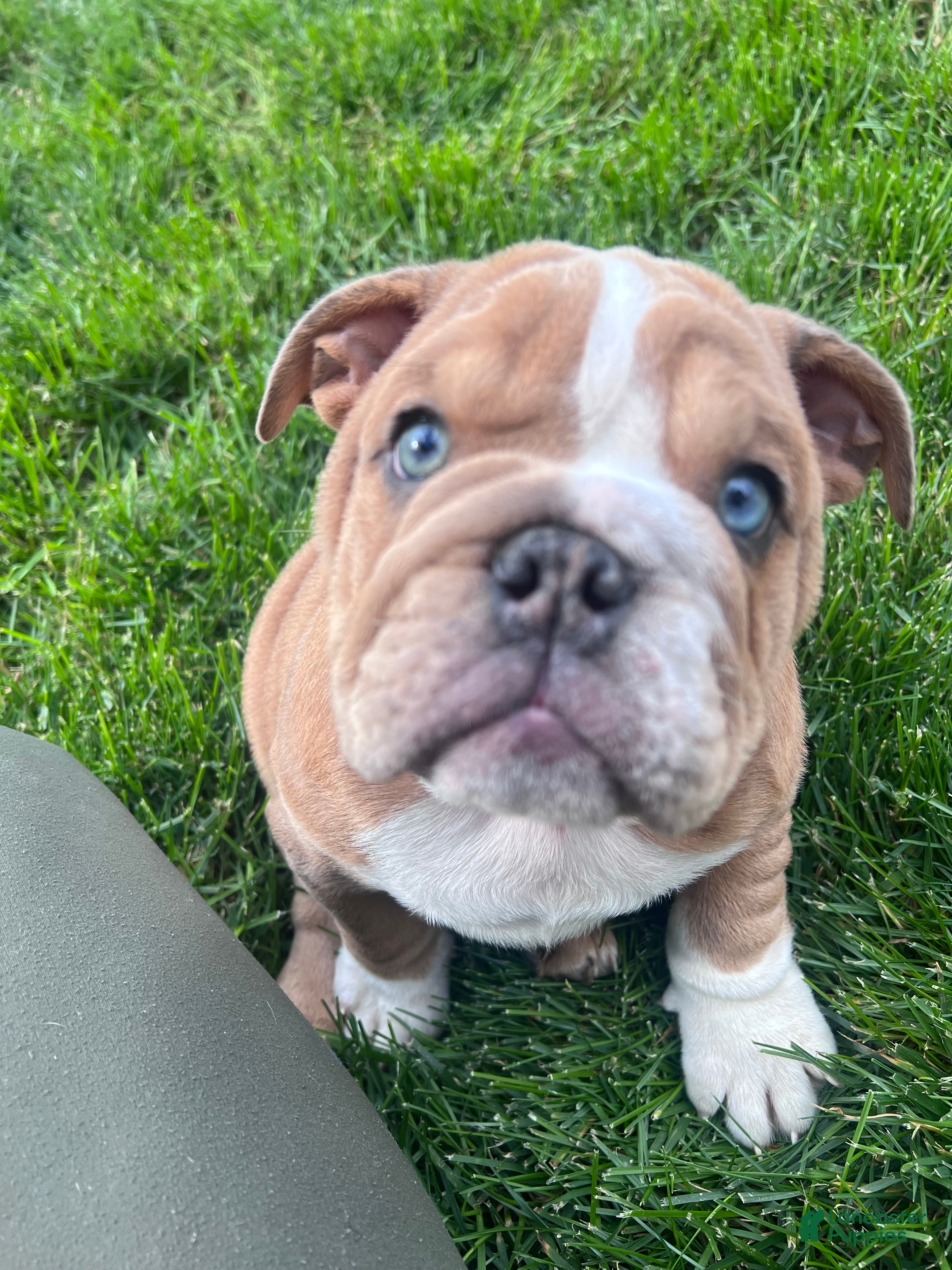 English Bulldog dogs Lily  - Ad 1