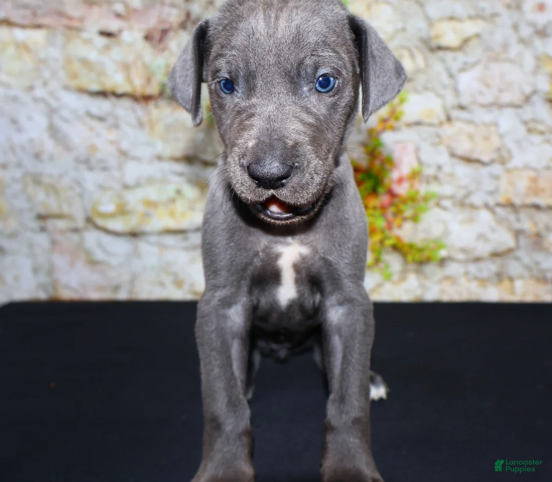 Great Dane dogs for sale: Woogie - Ad 1