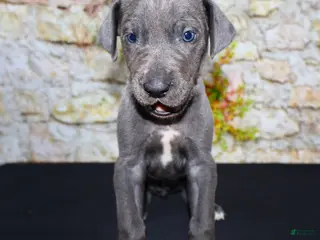 Great Dane dogs for sale: Woogie - Ad 1