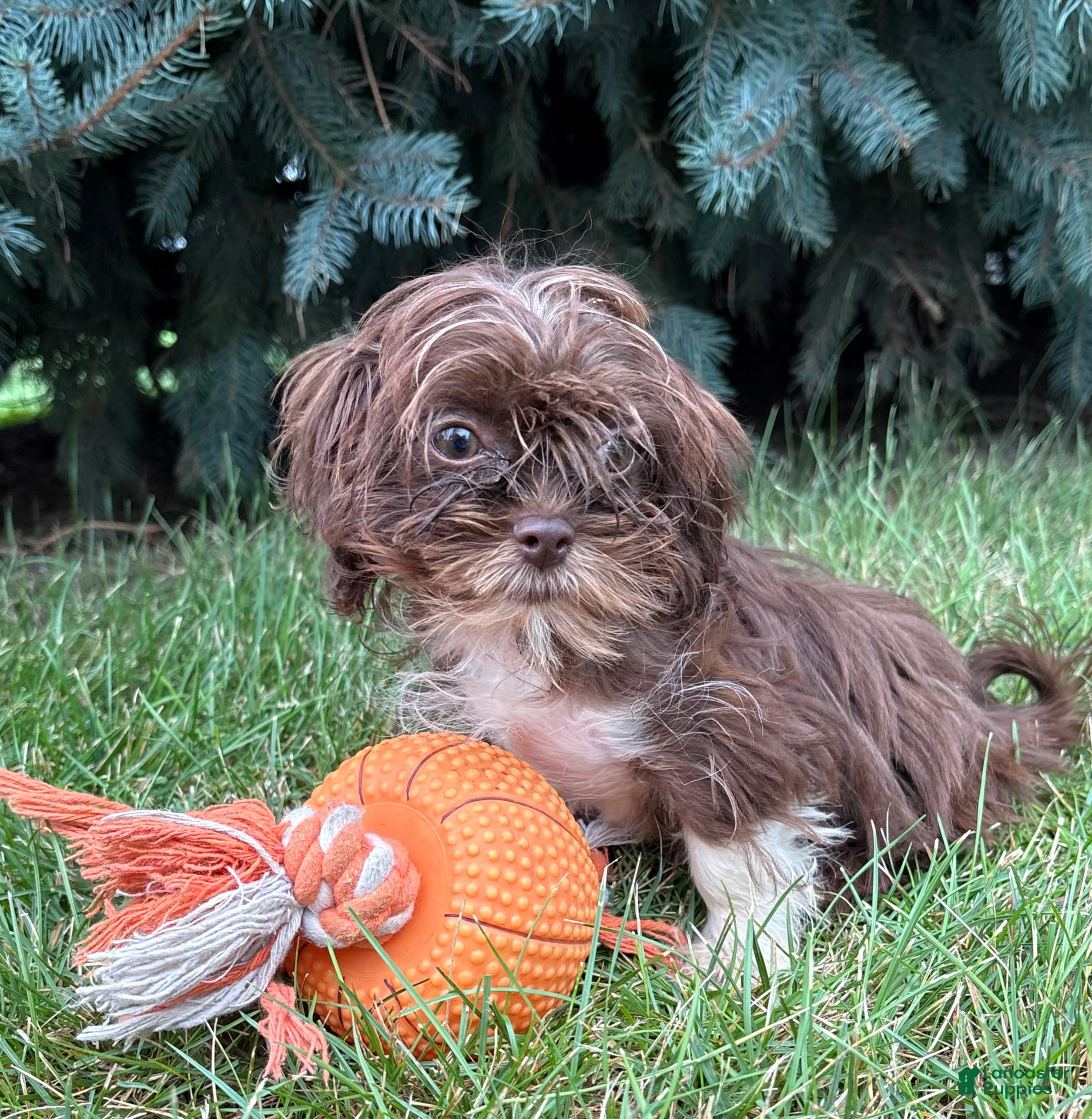 Shih Tzu dogs Hazelnut - Ad 1