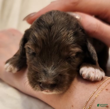 Mini Aussiedoodle dogs for sale: Daisy_Female Blue Merle - Ad 7