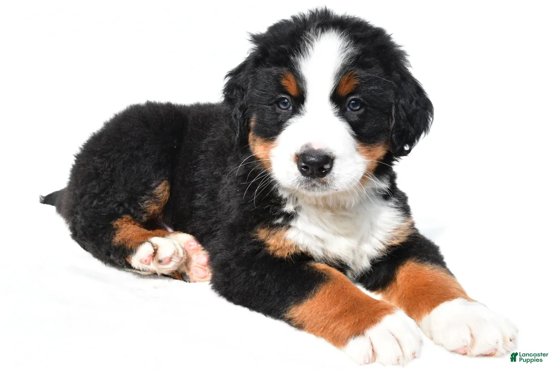 Bernese Mountain Dog dogs for sale: Buddy - Ad 1