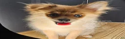 Pomeranian dogs for sale: Pepper's Long Shot - "Archer" - Ad 21