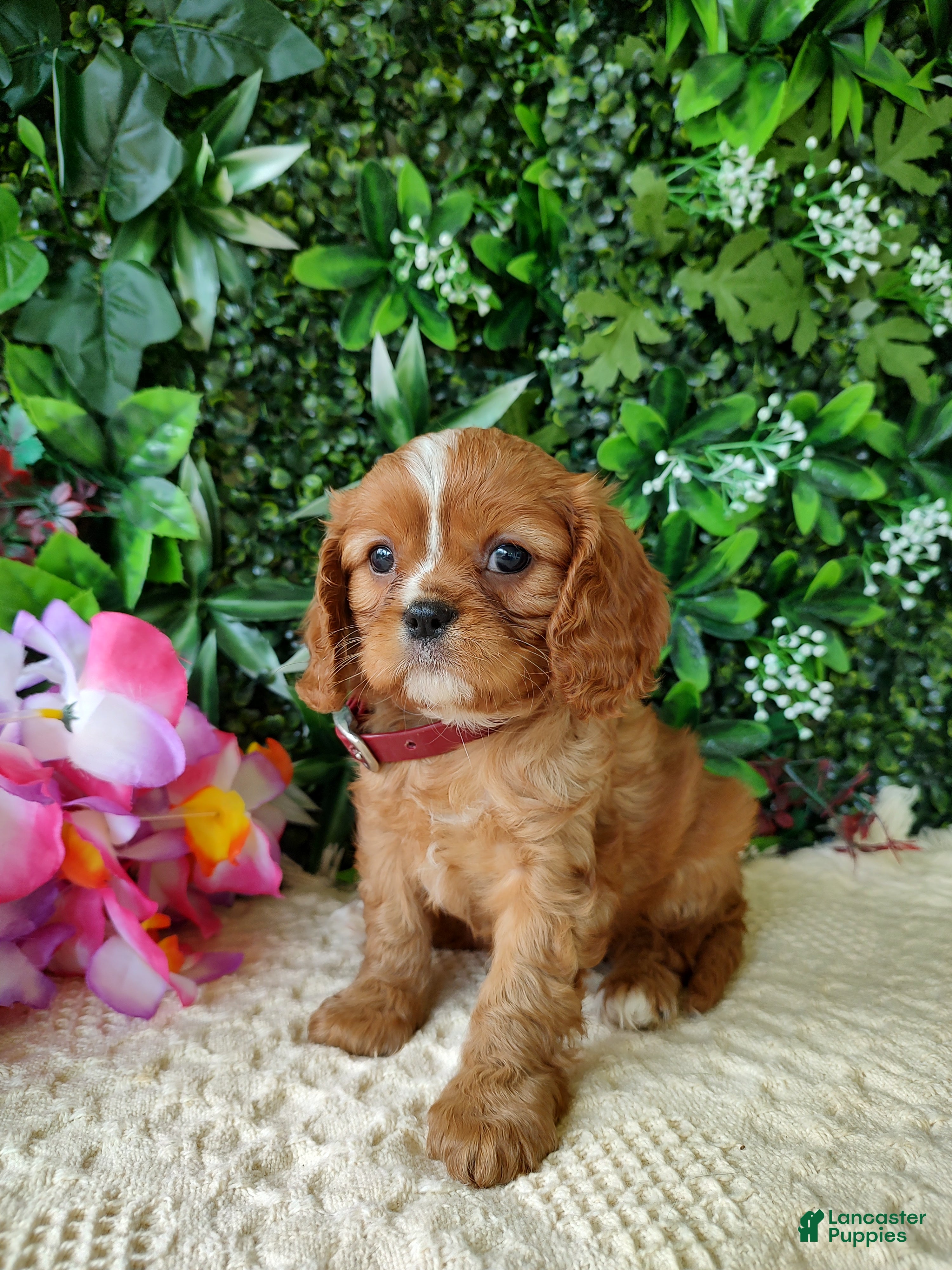 Cavalier King Charles Spaniel dogs Callie - Ad 1