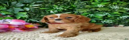 Cavalier King Charles Spaniel dogs for sale: Callie - Ad 1