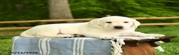 Labrador Retriever dogs for sale: Shamrock - Ad 5