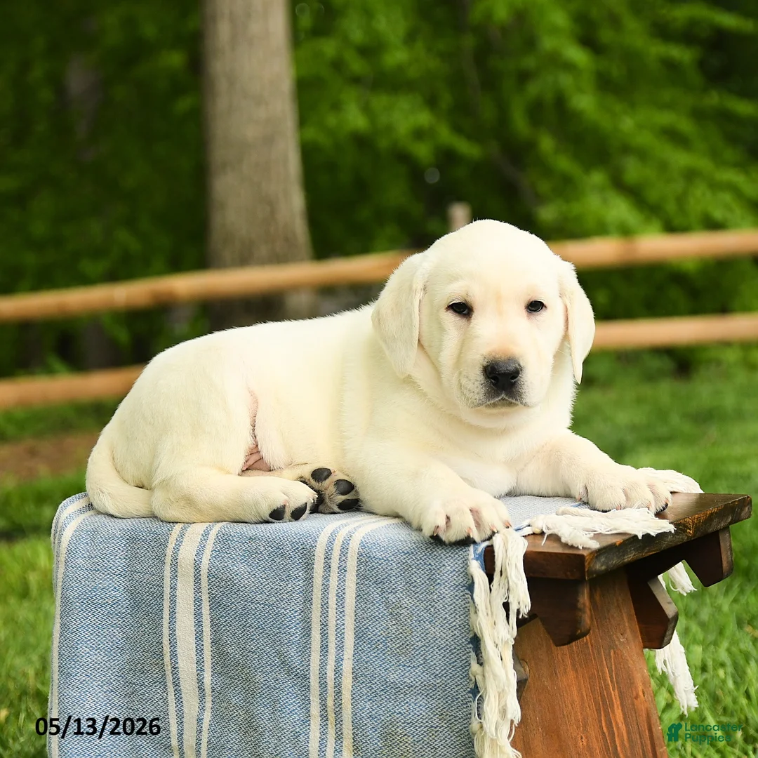 Labrador Retriever dogs for sale: Shamrock - Ad 5