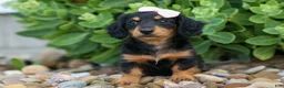 Miniature Dachshund dogs for sale: Tessa 💞 - Ad 6