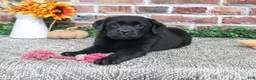 Labrador Retriever dogs for sale: Amber - Ad 6