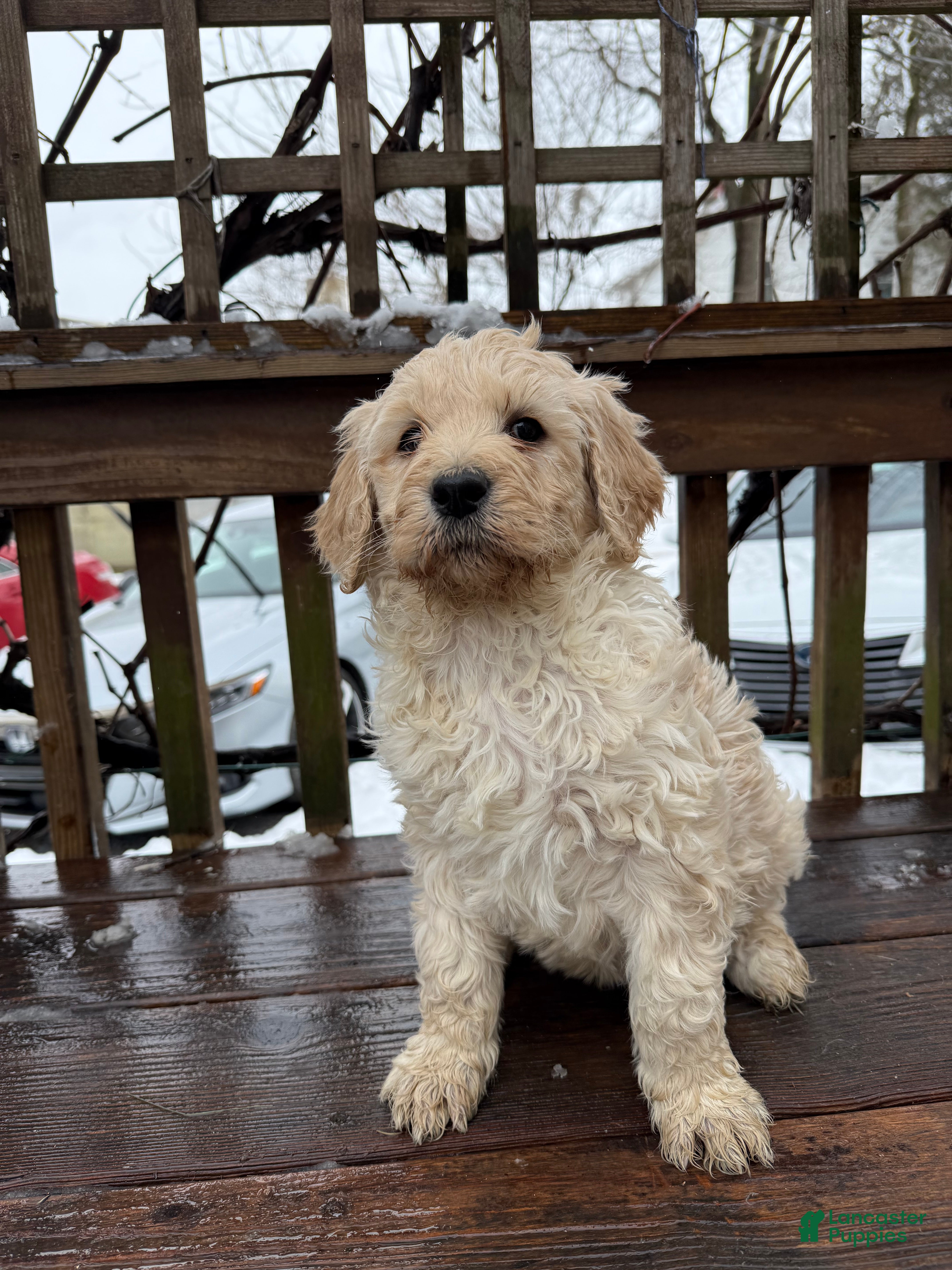Goldendoodle dogs Cloud  - Ad 2