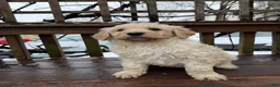 Goldendoodle dogs for sale: Cloud  - Ad 1